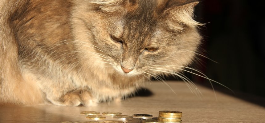 Katze und Geld
