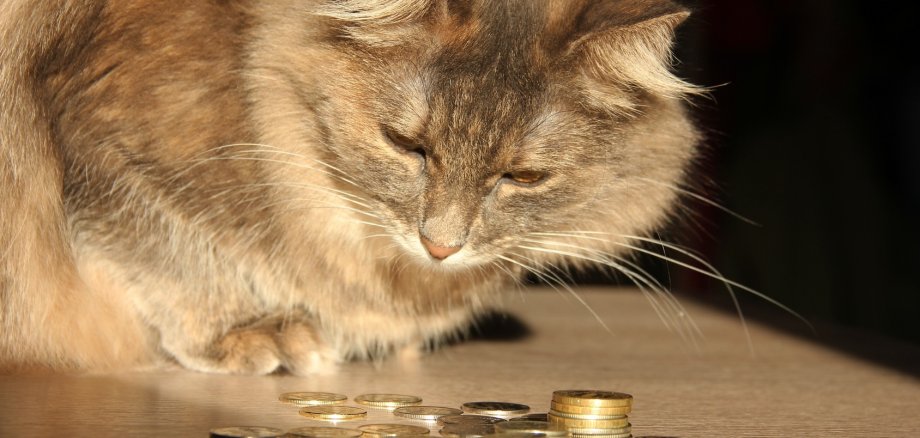 Katze und Geld