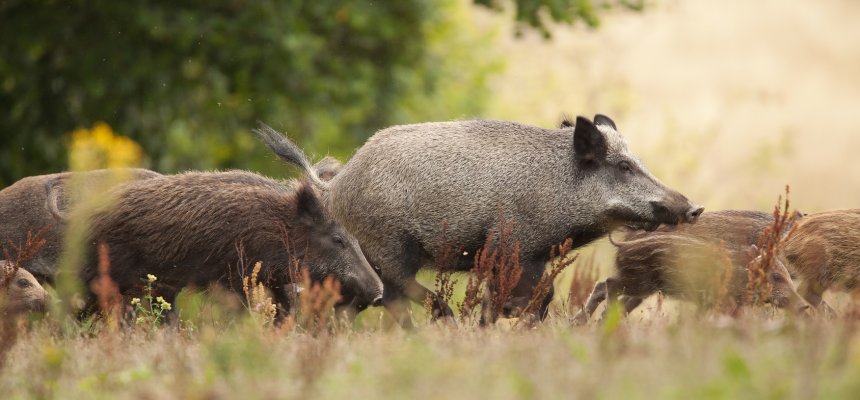 Wildschweine