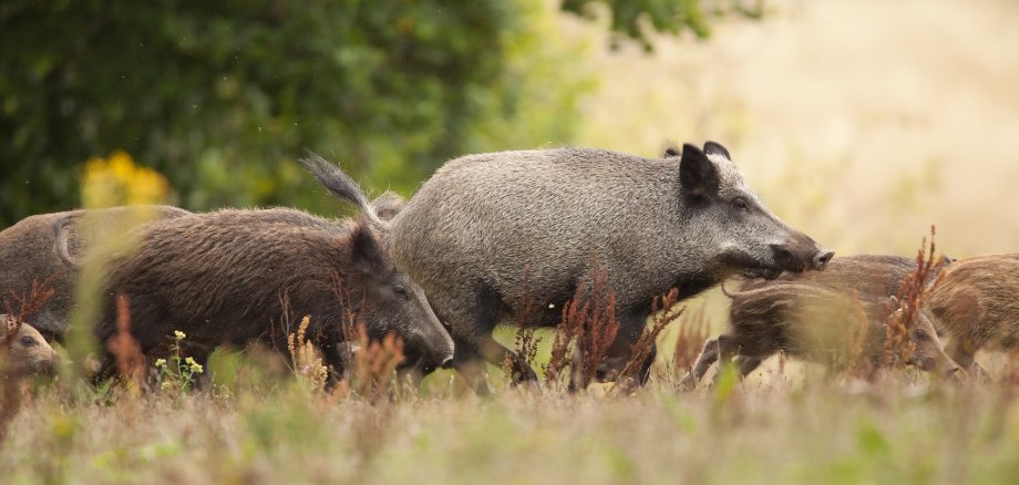 Wildschweine