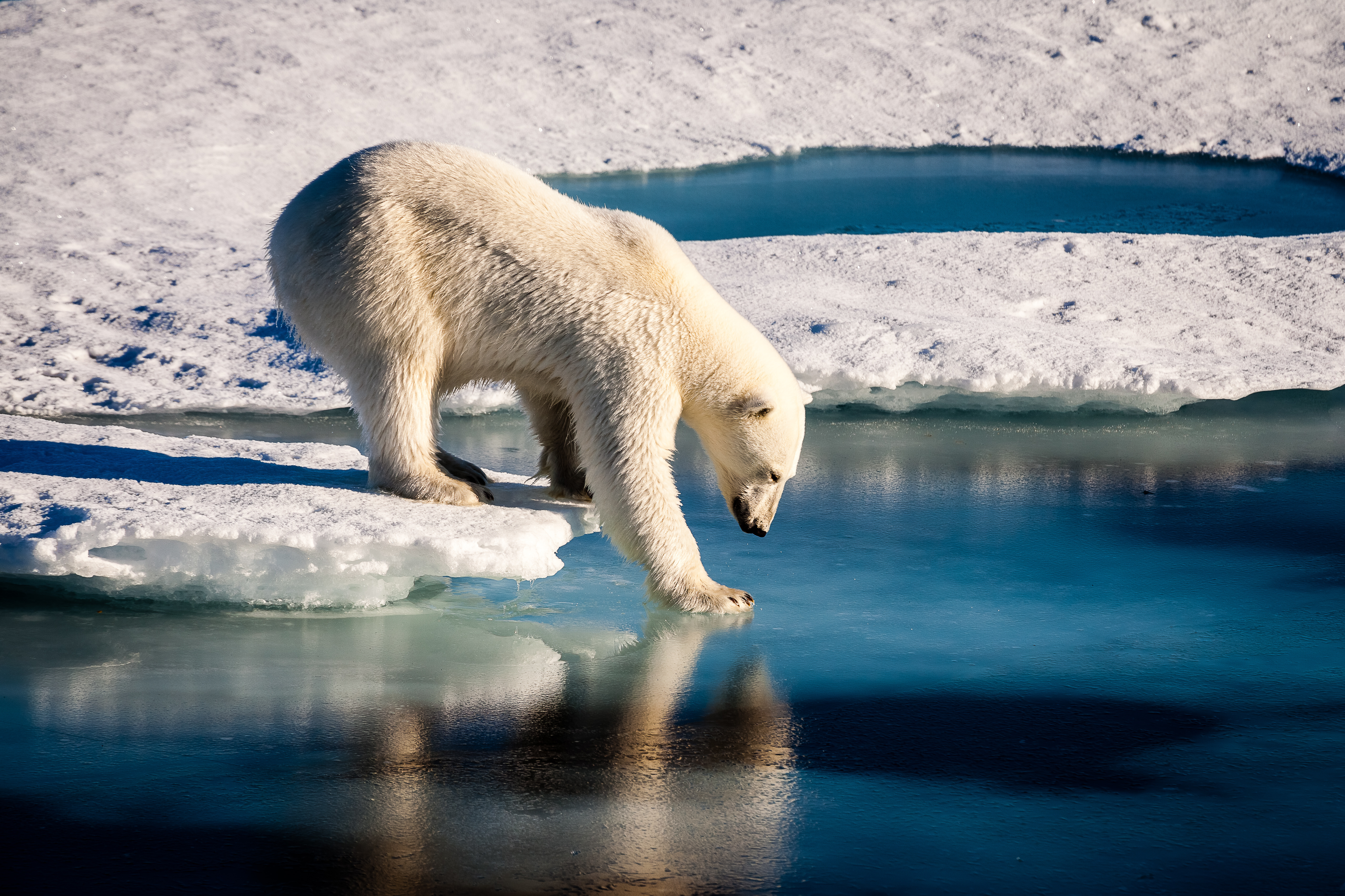 Majestic polar bear looking into mirror Eisbär