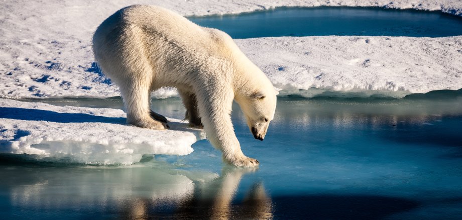 Eisbär