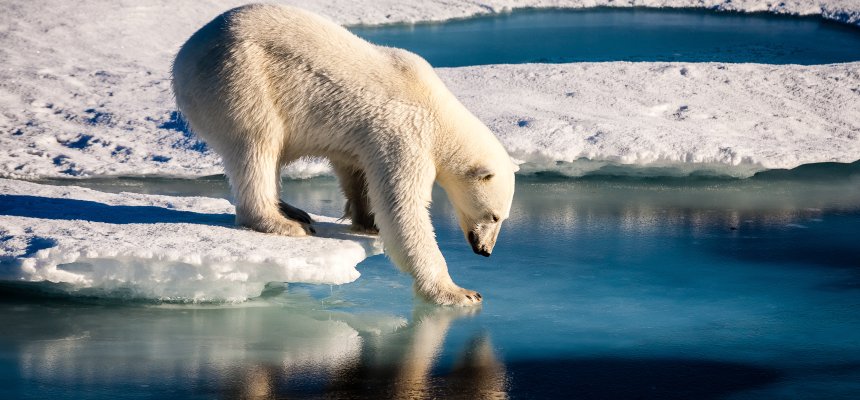 Majestic polar bear looking into mirror Eisbär