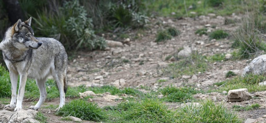 Europäischer Wolf (Canis lupus lupus)