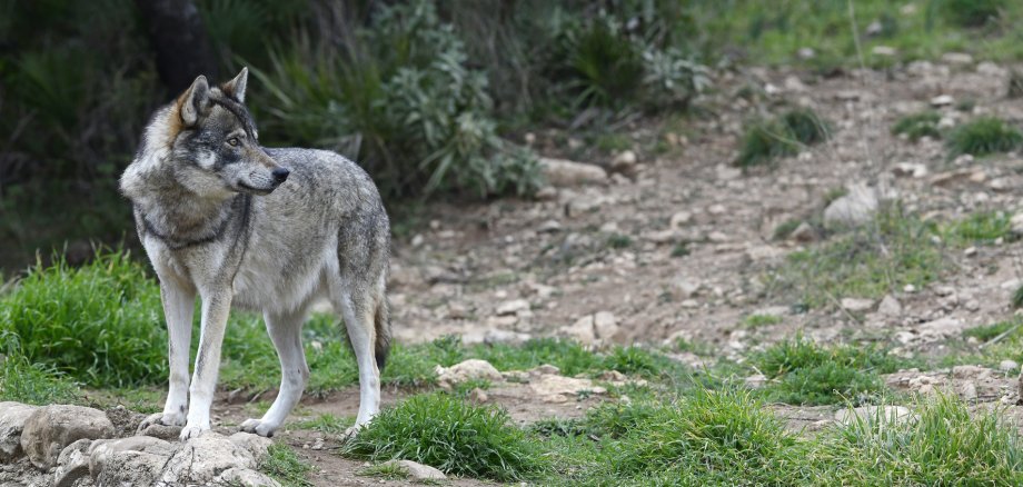 Europäischer Wolf (Canis lupus lupus)