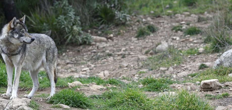 Europäischer Wolf (Canis lupus lupus)