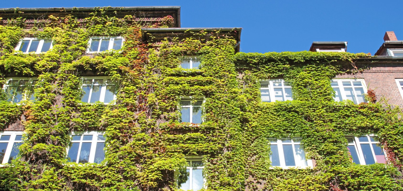 Fassadenbegrünung