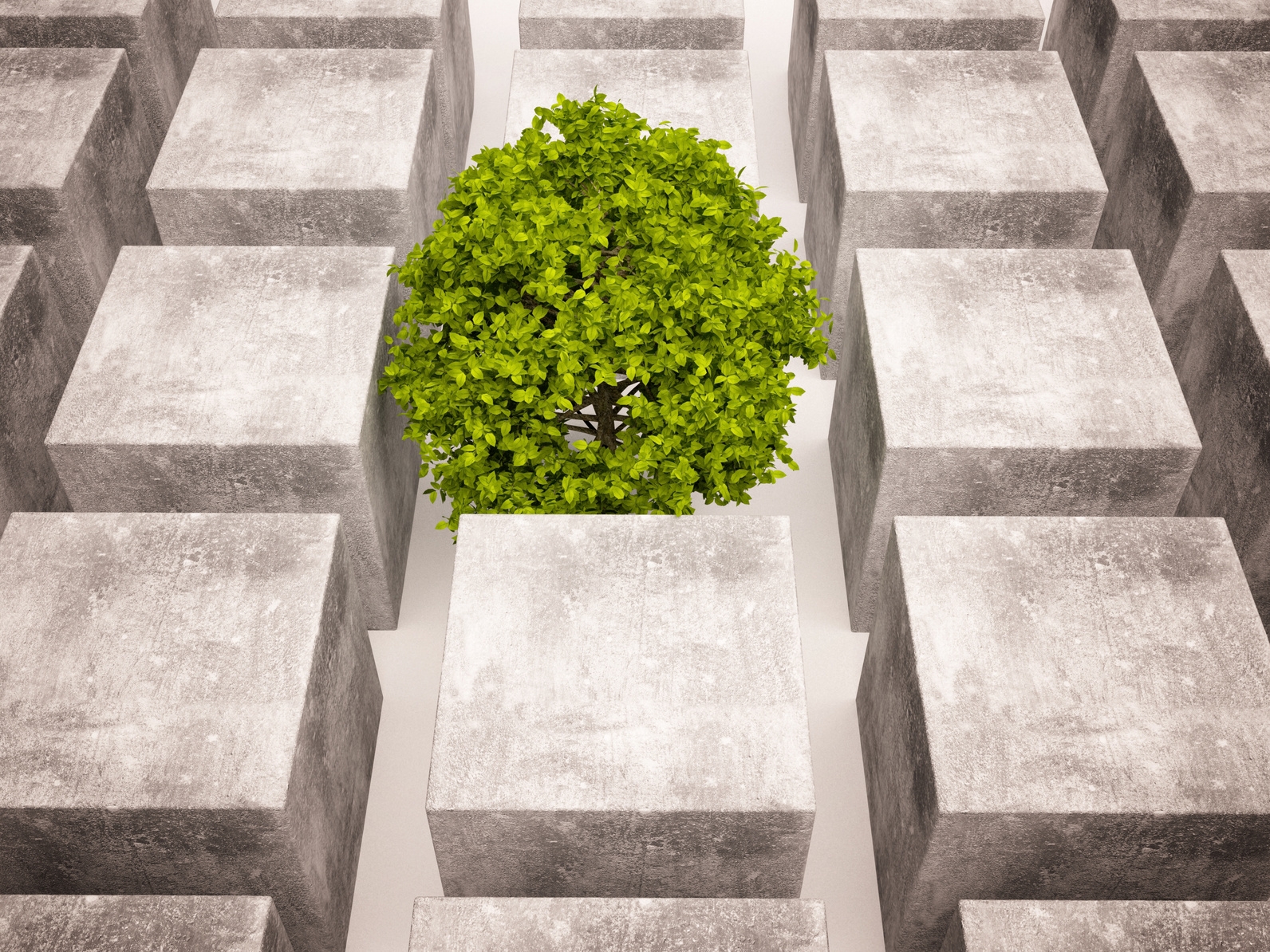 Baum in der Mitte von Zementblöcken