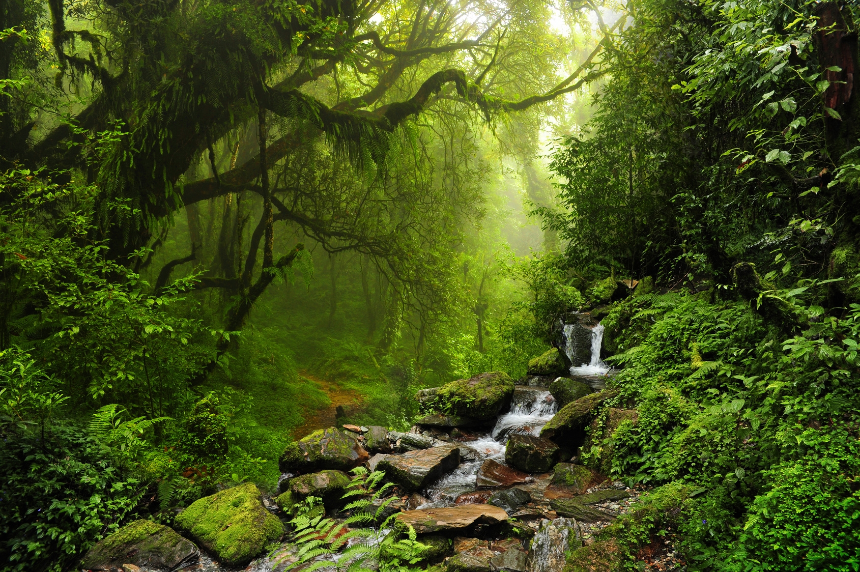 Selva de Nepal Wald