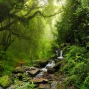 Wald