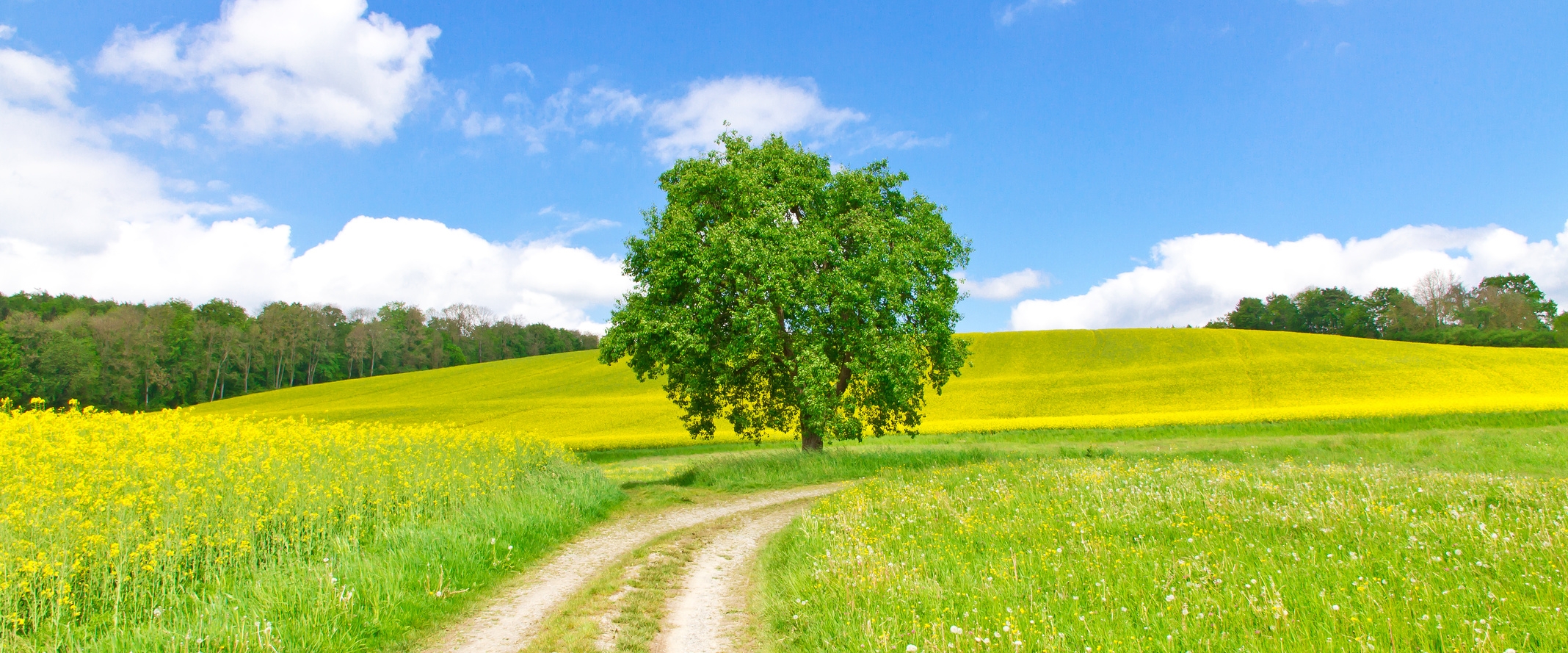 Feldweg im Frühling - Bodenseeregion Feldweg im Frühling - Bodenseeregion