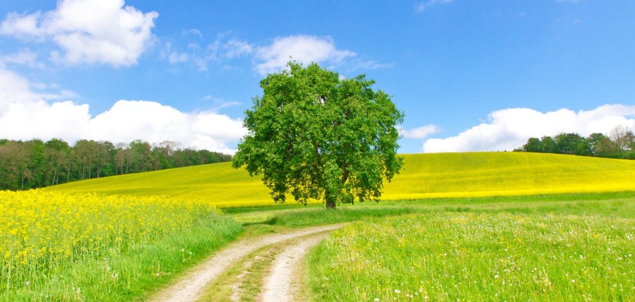 Feldweg im Frühling - Bodenseeregion