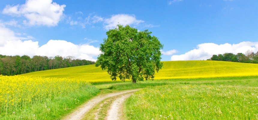 Feldweg im Frühling - Bodenseeregion