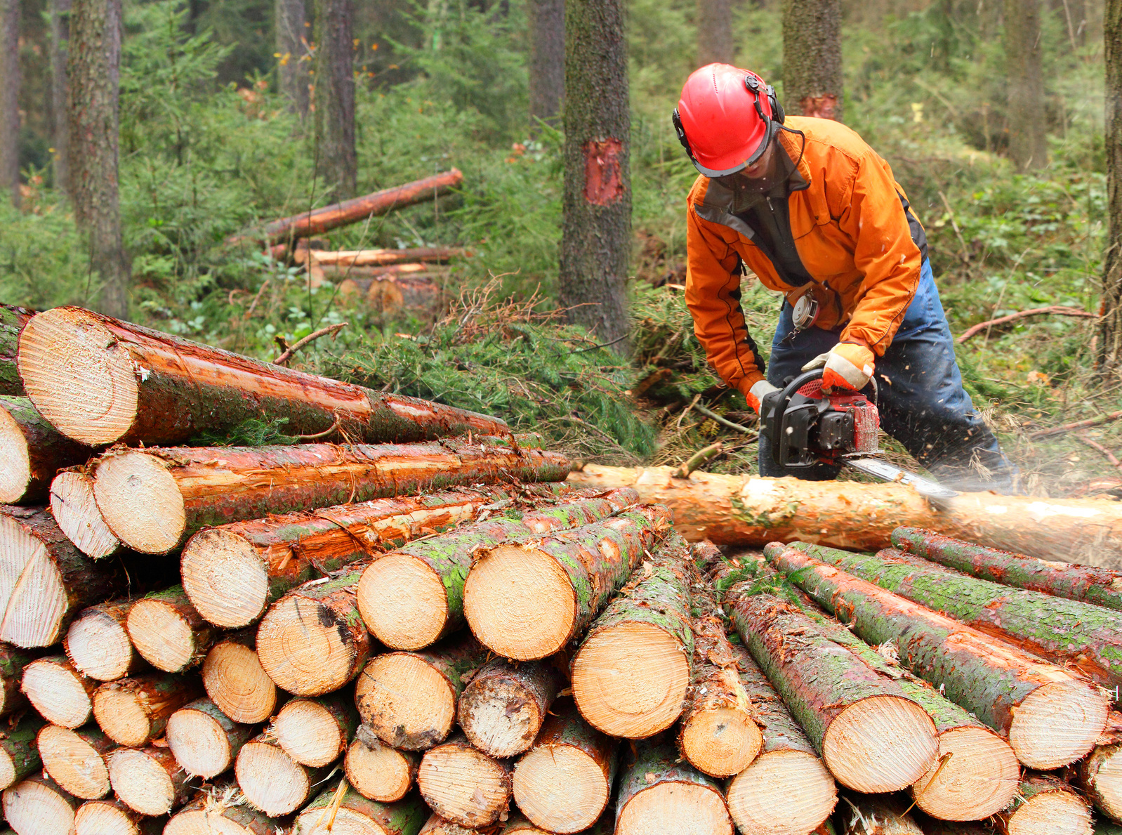 The Lumberjack working in a forest. Mann arbeitet im Wald