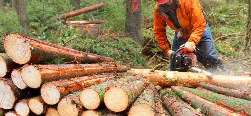 Mann arbeitet im Wald