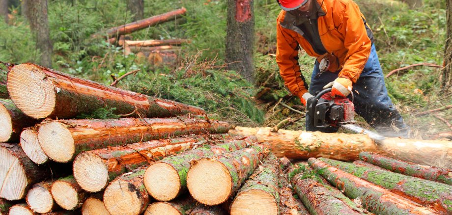 Mann arbeitet im Wald