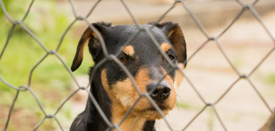 Hund im Tierheim