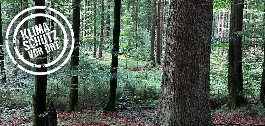 Naturgemäße Bewirtschaftung des Stadtwaldes Baden-Baden